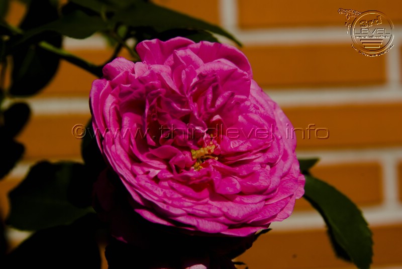 JPEG_IMGP5513.jpg