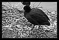 JPG_wsee_15.1.09_IMG4694.JPG