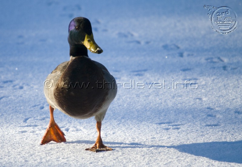JPG_Winter_Airport-Stadt_IMG4145.JPG